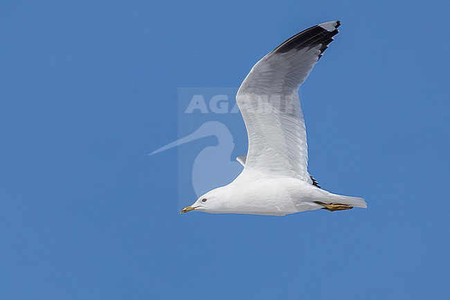 Common Gull (Larus canus), side view of an adult in flight, Finnmark, Norway stock-image by Agami/Saverio Gatto,