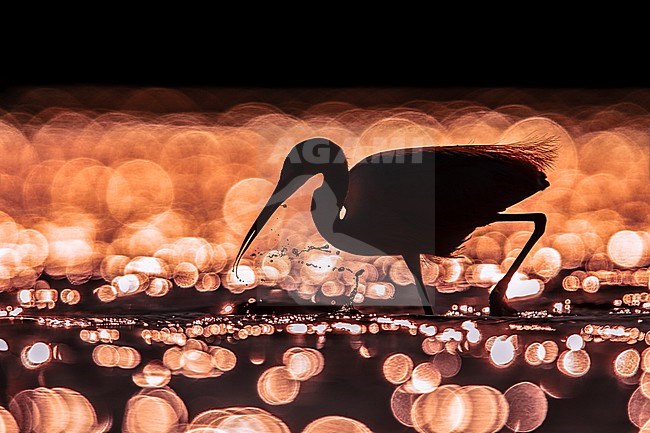 Little Egret (Egretta garzetta) in Italy stock-image by Agami/Daniele Occhiato,