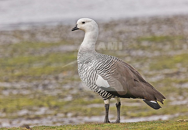 Male Upland Goose (Chloephaga picta) in Patagonia, Argentina. stock-image by Agami/Pete Morris,