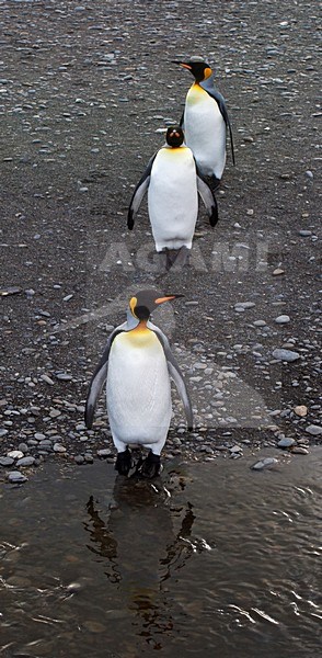 Koningspinguïn Salisbury Plain Zuid Georgia; King Penguin Salisbury Plain South Georgia stock-image by Agami/Marc Guyt,