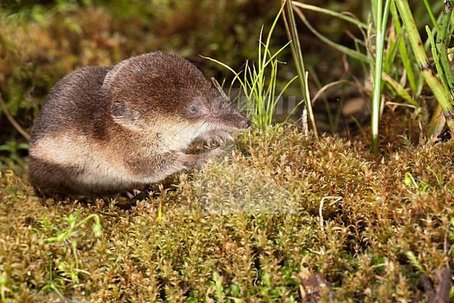 Bosspitsmuis etend, Common Shrew eating stock-image by Agami/Theo Douma,