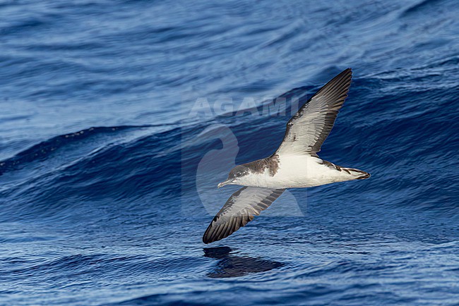 Mascarene Shearwater (Puffinus bailloni bailloni) at sea off Réunion island. stock-image by Agami/Yann Muzika,