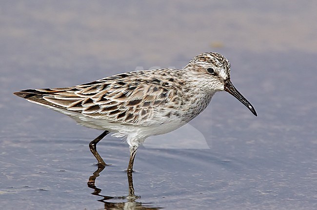 Broad-billed Sandpiper Israel April stock-image by Agami/Tomi Muukkonen,