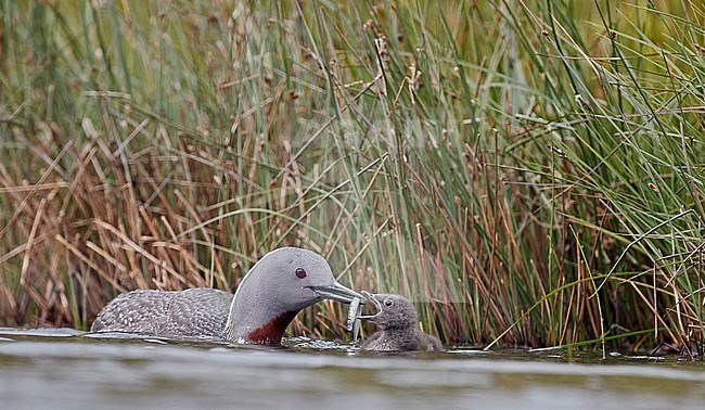 Red-throated Diver feeding a chick (Gavia stellata) Iceland June 2019 stock-image by Agami/Markus Varesvuo,