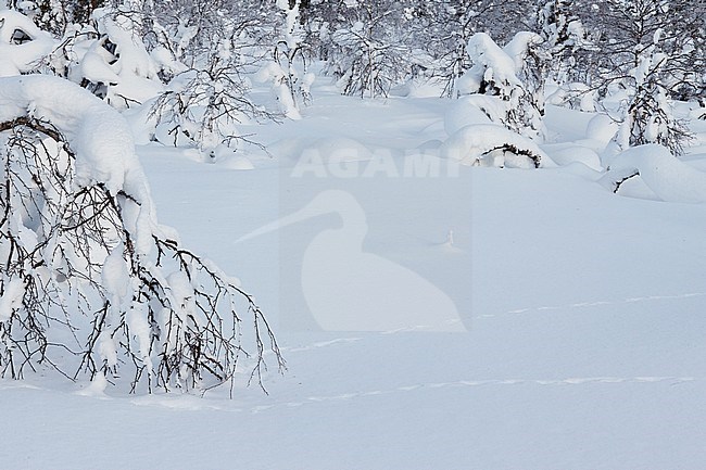 Moerassneeuwhoen in de sneeuw, Willow Ptarmigan in snow stock-image by Agami/Markus Varesvuo,