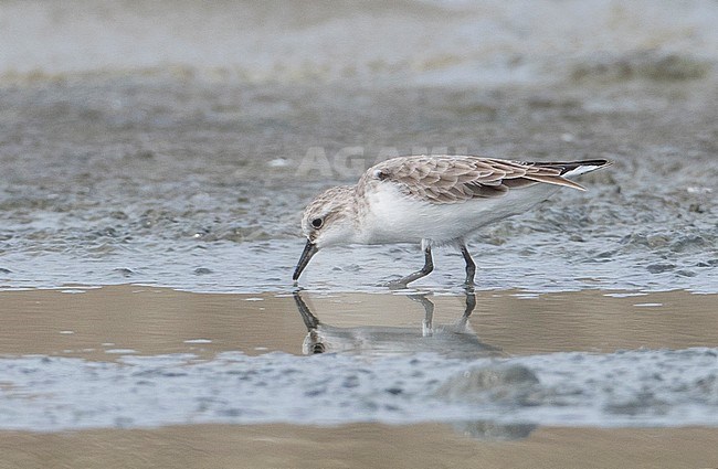 Wintering Red-necked Stint (Calidris ruficollis) in Thailand during November. stock-image by Agami/Brian Sullivan,