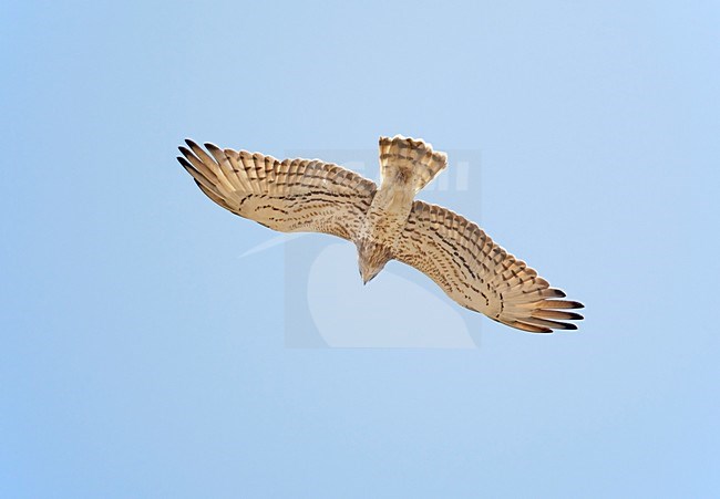 Slangenarend; Short-toed Eagle stock-image by Agami/Markus Varesvuo,