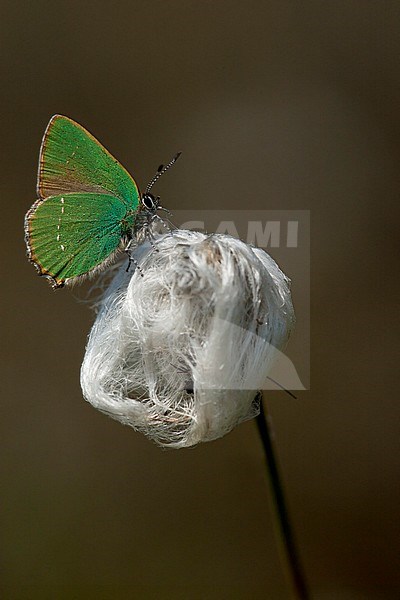 Groentje / Green Hairstreak (Callophrys rubi) stock-image by Agami/Wil Leurs,