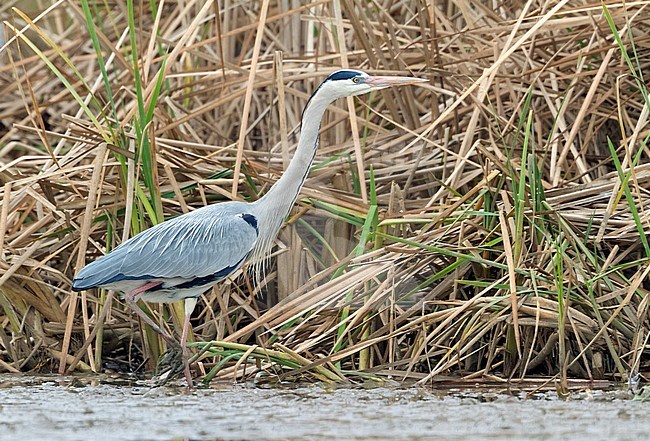Grey Heron (Ardea cinerea),m adult standing in a dried out pond stock-image by Agami/Saverio Gatto,