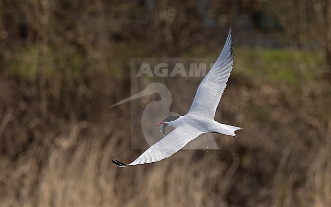 Adult Caspian Tern (Hydroprogne caspia) with fish in flight showing topside at Ishøj Strand in Denmark. stock-image by Agami/Helge Sorensen,