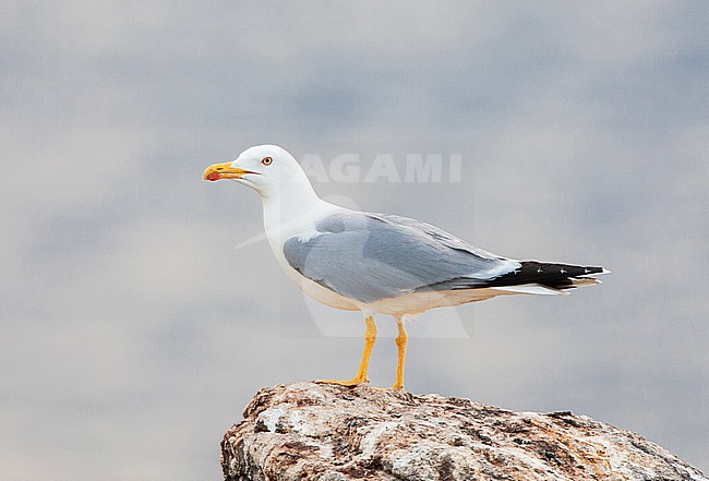 Yellow-legged Gull (Larus michahellis michahellis) on Lesvos, Greece. stock-image by Agami/Marc Guyt,