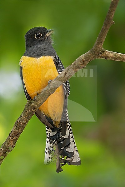 Female Gartered Trogon (Trogon caligatus), also known as the northern violaceous trogon, perched on a branch in a rainforest in Guatemala. stock-image by Agami/Dubi Shapiro,