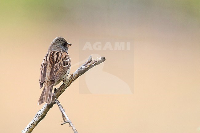 Black-faced Bunting - Maskenammer - Emberiza spodocephala ssp. spodocephala, Russia (Baikal), adult male stock-image by Agami/Ralph Martin,