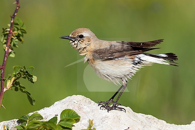 Northern Wheatear (Oenanthe oenanthe), adult female drying itself after a bath, Abruzzo, Italy stock-image by Agami/Saverio Gatto,