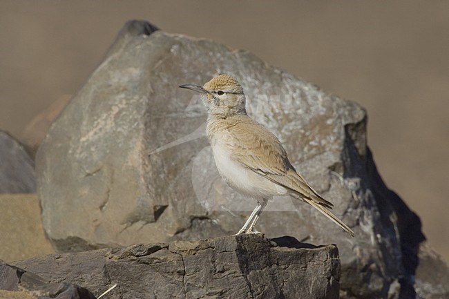 Witbandleeuwerik volwassen staand; Greater Hoopoe Lark adult standing stock-image by Agami/Daniele Occhiato,