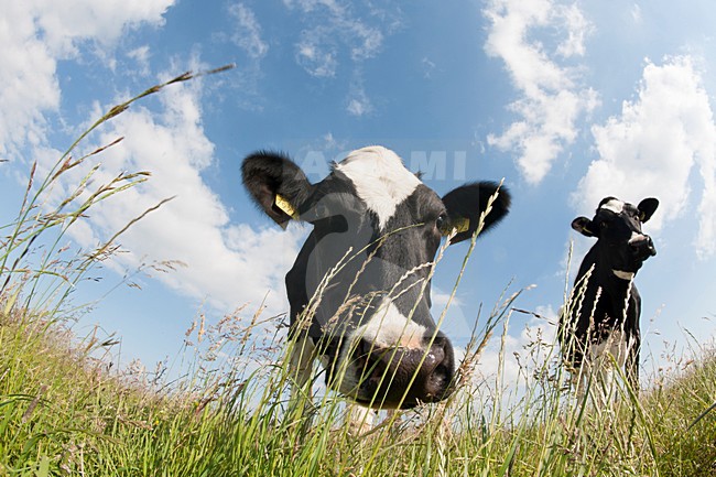 koe; cow; bos taurus stock-image by Agami/Han Bouwmeester,