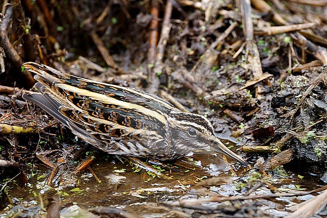 wintering Jack Snipe; stock-image by Agami/Chris van Rijswijk,