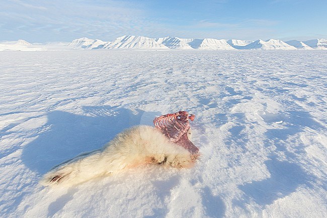 Freshly killed Ringed Seal (Pusa hispida) and partly eaten by Polar Bear on Svalbard, North Pole. stock-image by Agami/Pieter-Jan D'Hondt ,