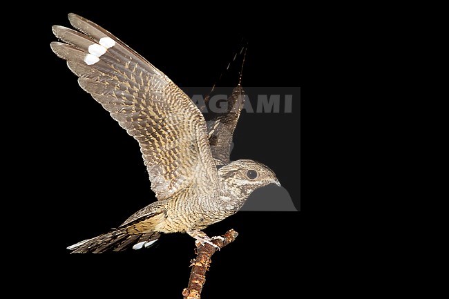 European Nightjar (Caprimulgus europaeus), adult perched on a branch with opened wings during the night. stock-image by Agami/Saverio Gatto,