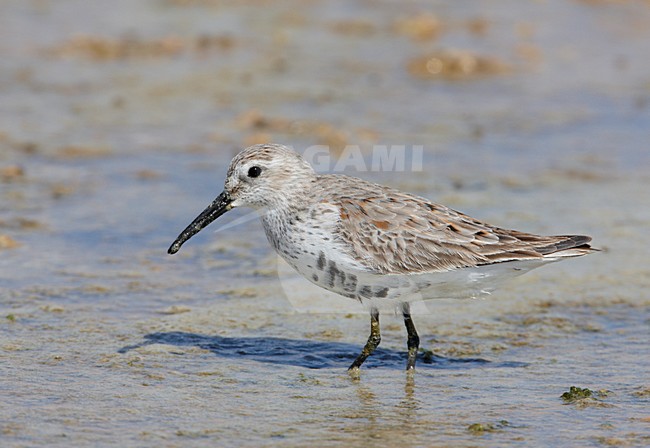 Ruiende Bonte Strandloper; Moulting Dunlin stock-image by Agami/Markus Varesvuo,