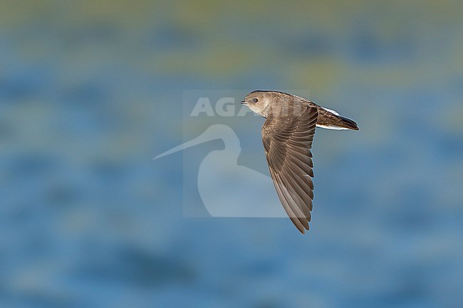 Adult
Imperial Co., CA
April 2022 stock-image by Agami/Brian E Small,