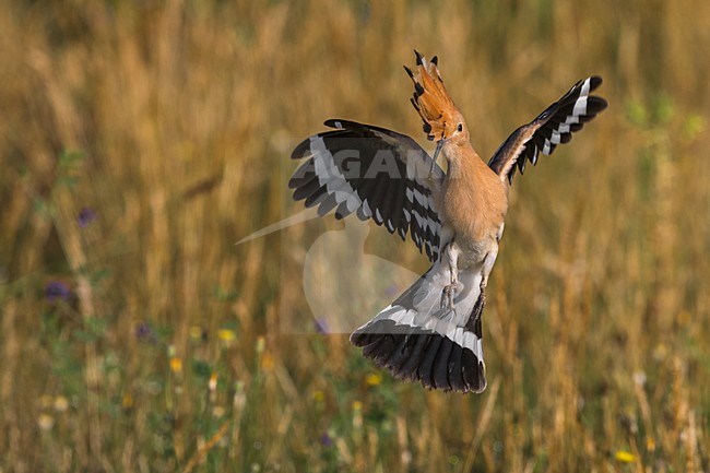 Hop in vlucht; Eurasian Hoopoe in flight stock-image by Agami/Daniele Occhiato,