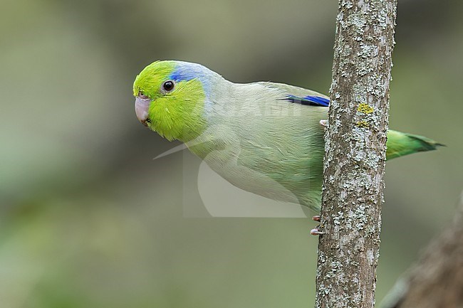 Pacific parrotlet (Forpus coelestis) perched on a branch in southern Ecuador. stock-image by Agami/Glenn Bartley,