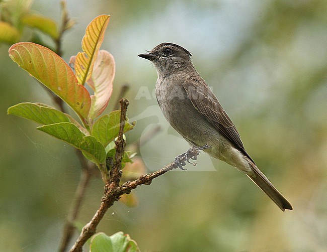 Crowned Slaty Flycatcher, Griseotyrannus aurantioatrocristatus pallidiventris, perched on a twig stock-image by Agami/Andy & Gill Swash ,