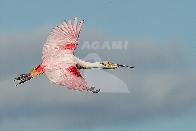 Adult breeding
Galveston Co., TX
April 2012 stock-image by Agami/Brian E Small,