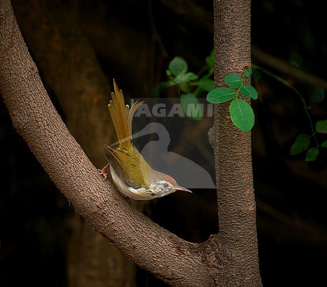 Common Tailorbird (Orthotomus sutorius), perched on a branch, Bharatpur, Keoladeo Ghana NP, India stock-image by Agami/Tomas Grim,