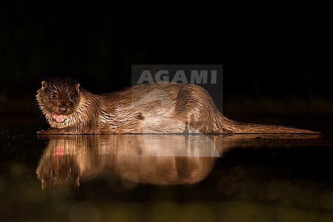 European Otter (Lutra Lutra) forging at night stock-image by Agami/Alain Ghignone,