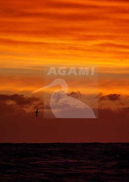 Flying Wandering Albatross (Diomedea exulans), also known as Snowy Albatross, against a stunning red colored sky in South Georgia. stock-image by Agami/Marc Guyt,