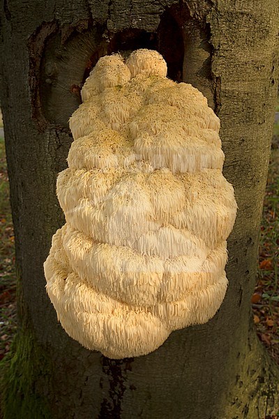 Vooraanzicht Pruikzwam; front view Lion's mane mushroom; stock-image by Agami/Walter Soestbergen,