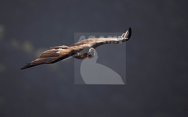 Monniksgier in de vlucht; Cinereous Vulture in flight stock-image by Agami/Markus Varesvuo,