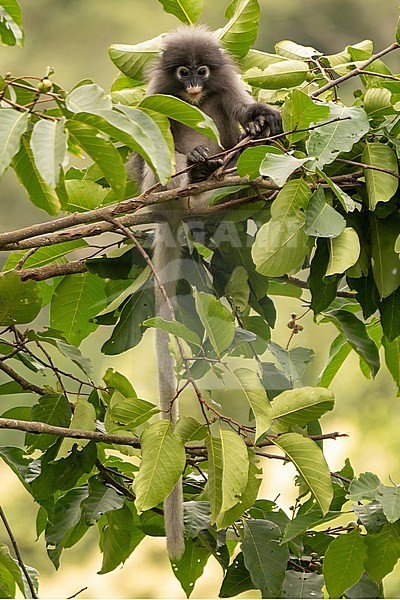 spectacled langur, trachypithecus obscurus stock-image by Agami/Hans Germeraad,