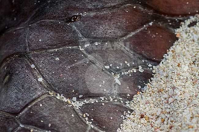 Loggerhead Turtle - Unechte Karettschildkröte - Caretta caretta, Oman, skin of a dead carcass at beach stock-image by Agami/Ralph Martin,