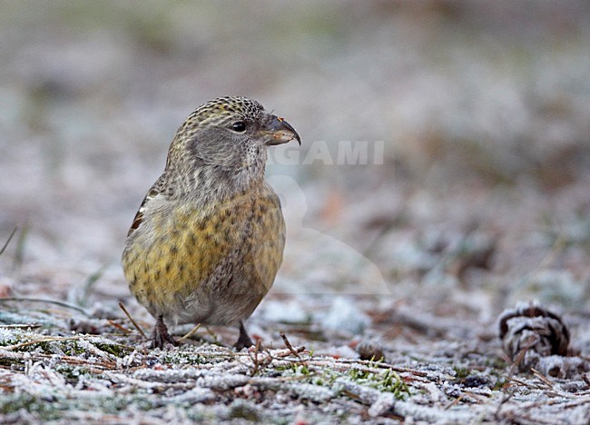 Witbandkruisbek; Two-barred Crossblill stock-image by Agami/Markus Varesvuo,