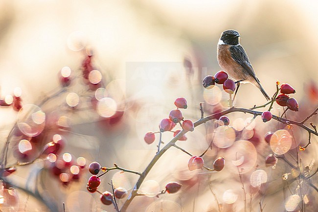 European Stonechat (Saxicola rubicola) in Italy. stock-image by Agami/Daniele Occhiato,