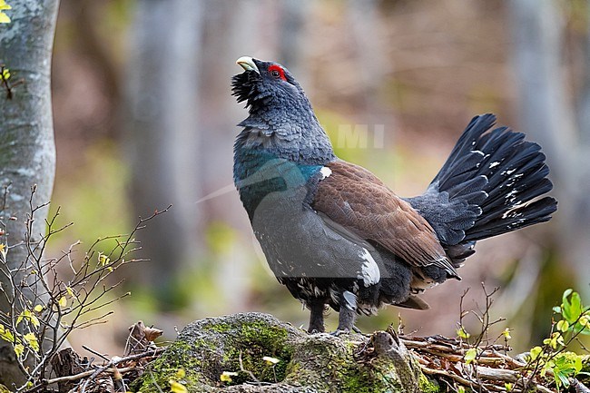Displaying male Capercaillie (Tetrao urogallus) in mountains of the high Alps in Italy. stock-image by Agami/Daniele Occhiato,