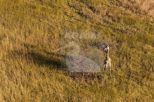 Aerial view of a southern giraffe, Giraffa camelopardalis, browsing in a tree. Okavango Delta, Botswana. stock-image by Agami/Sergio Pitamitz,