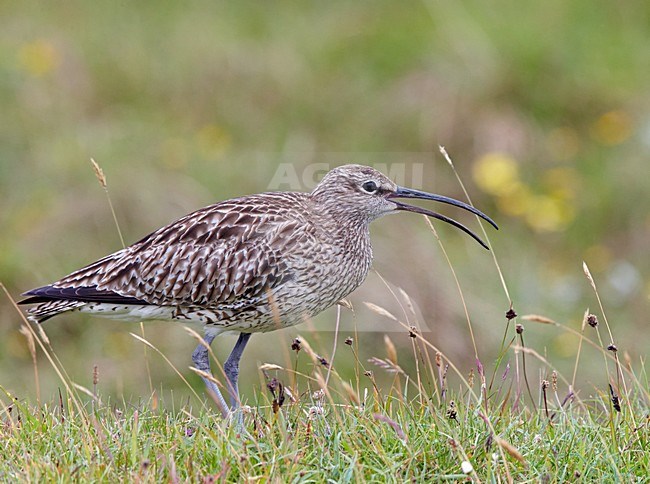 Roepende Regenwulp, Whimbrel calling stock-image by Agami/Markus Varesvuo,