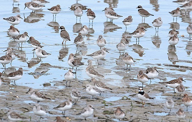 Sanderlings (Calidris alba)  at high-tide roost in Wadden Sea. stock-image by Agami/Fred Visscher,