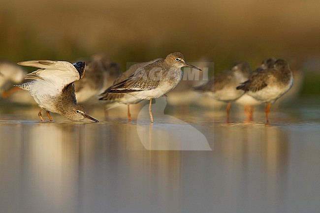Common Redshank - Rotschenkel - Tringa totanus ssp. ussuriensis, Oman stock-image by Agami/Ralph Martin,