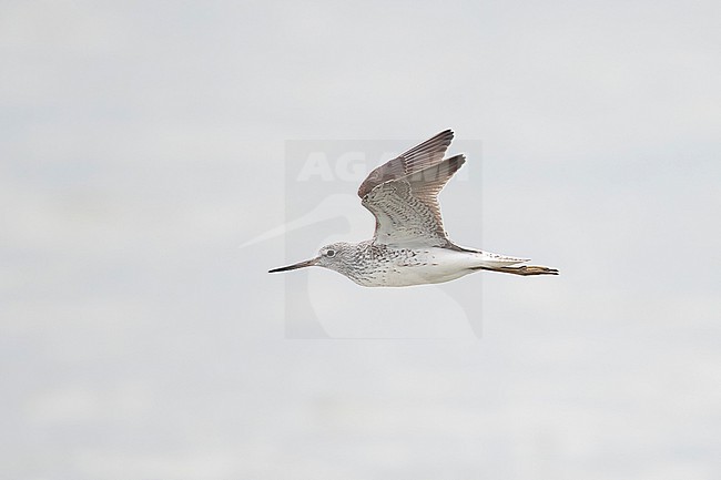 adult common greenshank (Tringa nebularia) in flight, found at Lake Neusiedl in Austria stock-image by Agami/Mathias Putze,