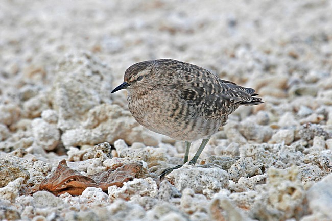 Kiritimatistrandloper foeragerend op het strand; Tuamotu Sandpiper foraging on the beach stock-image by Agami/Pete Morris,