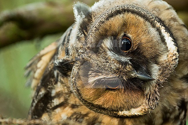 Long-eared Owl - Waldohreule - Asio otus otus, Germany stock-image by Agami/Ralph Martin,