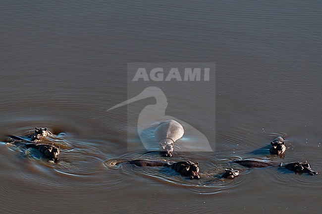 Aerial view of hippopotamuses, Hippopotamus amphibius, in water. Okavango Delta, Botswana. stock-image by Agami/Sergio Pitamitz,