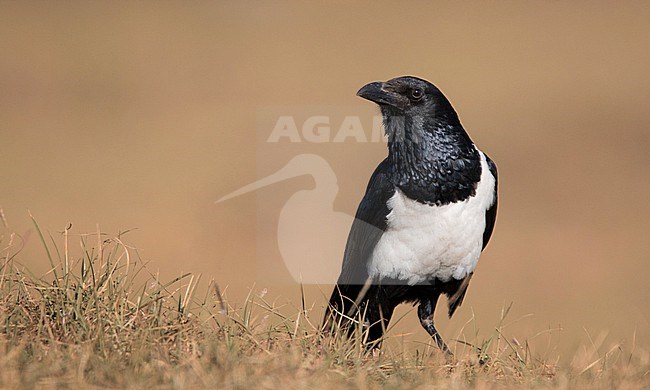 Pied Crow, Corvus albus, in Ethiopia. stock-image by Agami/Ian Davies,