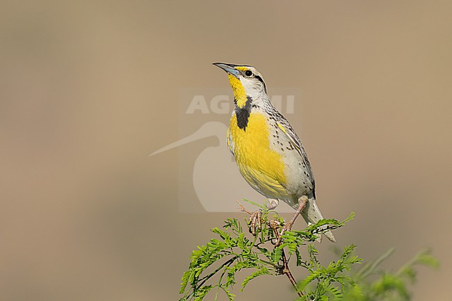 Adult Chihuahuan Meadowlark (Sturnella lilianae)
Cochise Co., Arizona, USA
May stock-image by Agami/Brian E Small,