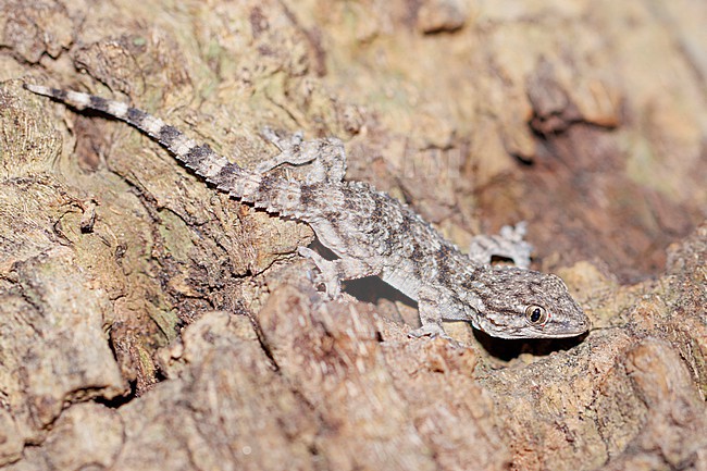 Moorish Gecko (Tarentola mauritanica) taken the 09/10/2023 at Nice - France. stock-image by Agami/Nicolas Bastide,